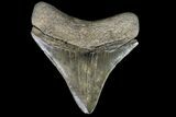 Serrated, Fossil Megalodon Tooth - Posterior Tooth #76488-1